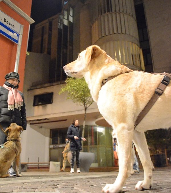 IL CANE E LA CITTÀ